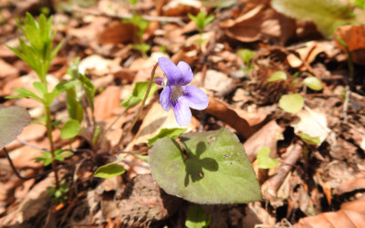fiołek leśny Viola reichenbachiana