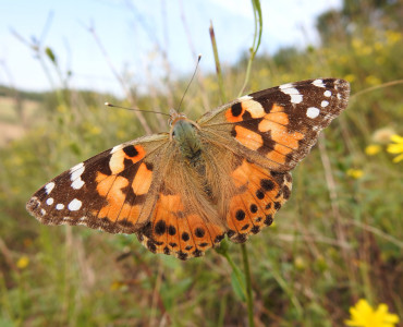 Rusałka osetnik Vanessa cardui