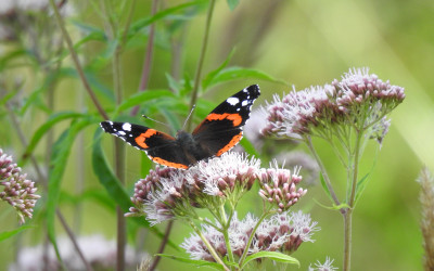 sadziec konopiasty to jedna z ulubionych nektarodajnych roślin motyli