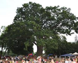 DĄB BOLKO DRZEWEM ROKU 2015 !