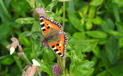 dorosłe motyle odwiedzają wiele rośli nektarodajnych