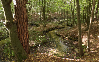 Tutaj trafią raki - rzeka Krypianka w Kozienickim Parku Krajobrazowym 