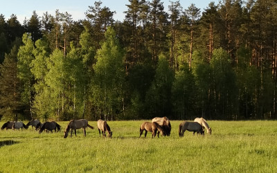 Pasące się stado koni biłgorajskich