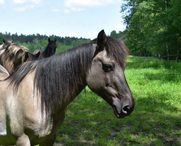 Koń biłgorajski - gatunek roku 2024 Zespołu Lubelskich Parków Krajobrazowych