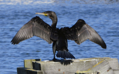 Kormoran czarny