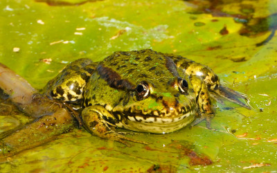 Uśmiech żaby śmieszki