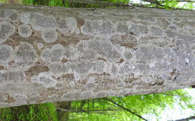 literak właściwy to najczęstszy porost na korze buków, fot. MG