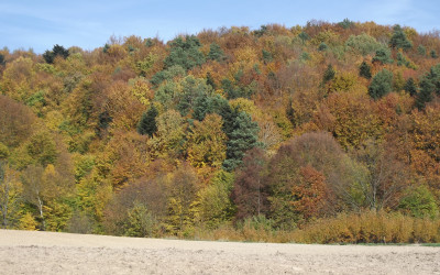 przebarwiające się jesienne buczyny Szczebrzeszyńskiego PK, fot. MG