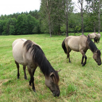 KONIE BIŁGORAJSKIE