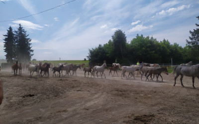Obraz z galerii