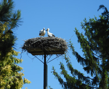 Pożegnanie bocianów