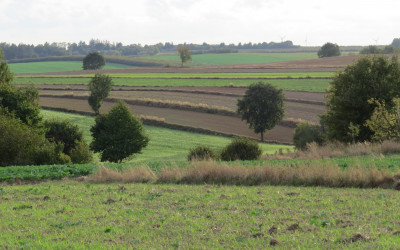 Obraz z galerii