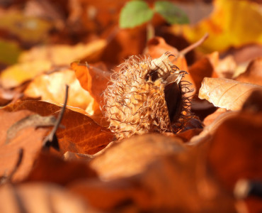 Podsumowanie roku buka zwyczajnego Fagus sylvatica w Zespole Lubelskich Parków Krajobrazowych