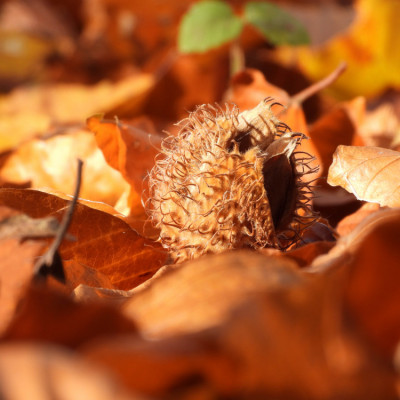 Podsumowanie roku buka zwyczajnego Fagus sylvatica w Zespole Lubelskich Parków Krajobrazowych