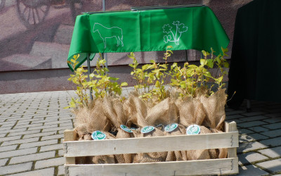 30 buków na 30-lecie Skierbieszowskiego Parku Krajobrazowego