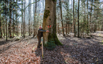 Pomnikowy buk w Parku Krajobrazowym Lasy Janowskie