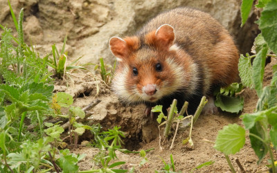 Chomik europejski - gatunek krytycznie zagrożony wyginięciem fot. Patryk Zarzycki