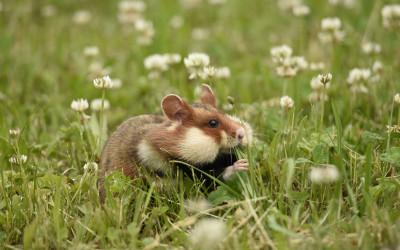 Chomik europejski jest gatunkiem wskaźnikowym - jego obecność świadczy o dobrej kondycji ekosystemu  fot. Małgorzata Bielecka