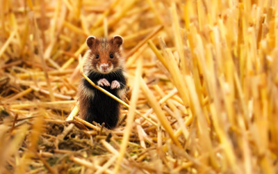 Młody chomik europejski fot. Patryk Zarzycki