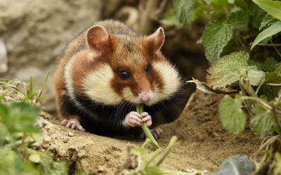 Niesprawiedliwie uważany za szkodnika, chomik  jest gwarantem zdrowej żywności fot. Małgorzata Bielecka