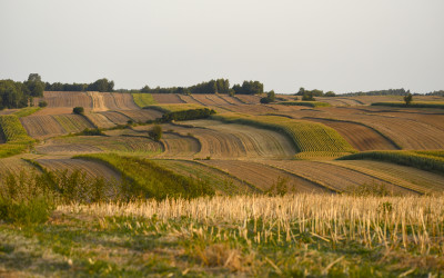 Siedlisko chomika europejskiego na terenie Szczebrzeszyńskiego Parku Krajobrazowego fot. Małgorzata Bielecka