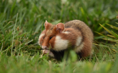 Zgromadzony pokarm chomiki transportują w torbach policzkowych fot. Małgorzata Bielecka