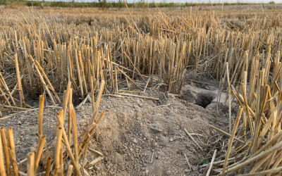 Nora chomika europejskiego z charakterystycznym kopcem fot. Malgorzata Bielecka