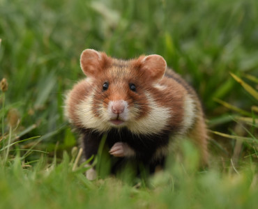 CHOMIK EUROPEJSKI-  Gatunek roku 2026