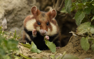 Chomika europejskiego trudno pomylić z jakimkolwiek innym gryzoniem fot. Małgorzata Bielecka