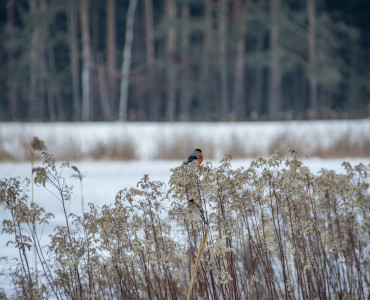 Zimowe Ptakoliczenie  nad rzeką Czartosową i nad stawami w Momotach Górnych.