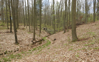 Buczyna Południoworoztoczańskiego Parku Krajobrazowego, fot. Małgorzata Grabek ZLPK O w Zamościu