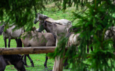 Konie biłgorajskie, fot. Sylwia Odrzywolska ZLPK O Janów Lubelski