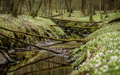 Rzeka Rzeczka w wiosennym stroju, fot. A. Sulima
