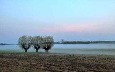 Wierzby głowiaste, fot. W. Białas