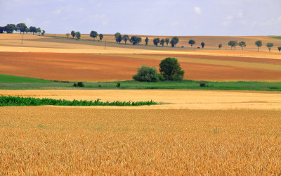 Lato w pełni, fot. W. Białas