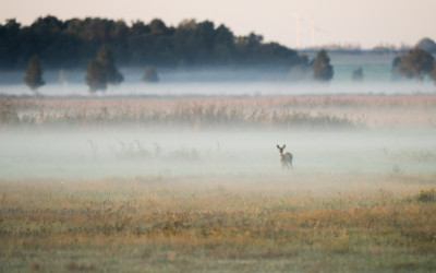 Mgły nad wilgotnymi łąkami, fot. A. Sulima