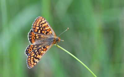 Przeplatka aurinia, fot. A. Stachowicz
