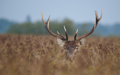 Jeleń, fot. A. Smolira