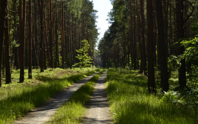 Soczysta zieleń lasów parczewskich, fot. A. Sulima