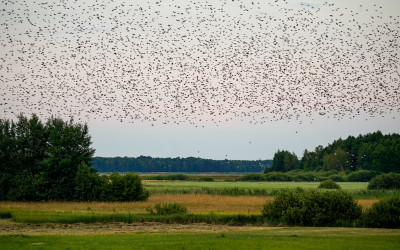 Wieczorową porą, fot. A. Sulima