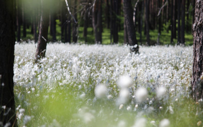 ródleśne połacie wełnianki pochwowatej, fot. A. Sulima
