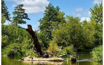 Obraz z galerii