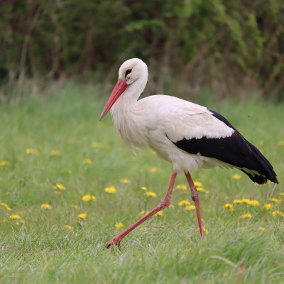 Bocianie odloty