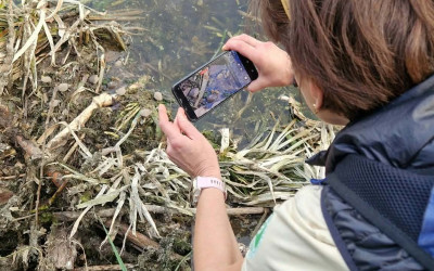 Wypuszczanie młodych żółwi błotnych do ich naturalnego środowiska. Uczestnicy mieli niepowtarzalną okazję czynnie wesprzeć działania na rzecz ochrony przyrody