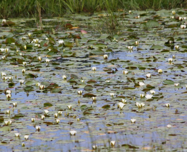 INWENTARYZACJA OCZEK WODNYCH