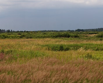 Po nadwieprzańskich łąkach błądząc