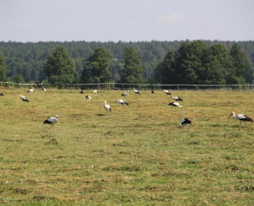 Bocian biały – symbolem krajobrazu rolniczego, wszak, co 4 jest Polakiem!