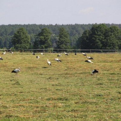Bocian biały – symbolem krajobrazu rolniczego, wszak, co 4 jest Polakiem!
