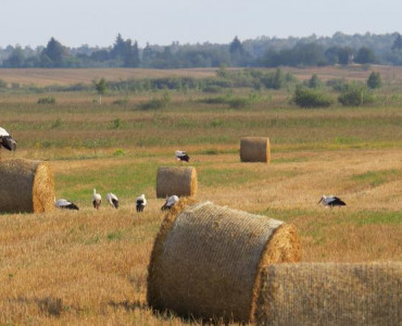 BRZEŹNO ŻEGNA BOCIANY