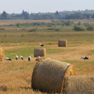 BRZEŹNO ŻEGNA BOCIANY